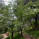 Crataegus monogyna, pequeño árbol de flores perfumadas