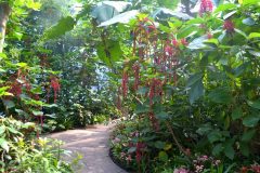 Acalypha hispida en el jardín de invierno