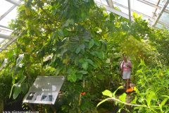 Butterfly house del Hortus Botanicus Ámsterdam