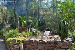 Colección de Cactáceas en el invernadero