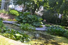 Estanque con plantas acuáticas