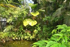 Invernadero con plantas tropicales y estanque interior