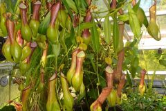 Nephentes, planta insectívora