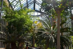 Invernadero con palmeras y especies de clima tropical