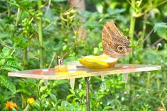 Mariposas alimentándose de cítricos