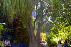 Beucarnea-Pata de Elefante, en el jardin de Majorelle