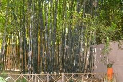 Bosque de Bambúes dan frescor en la zona sur y oeste del Jardin Majorelle
