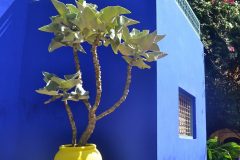 Plantas con formas arquitectónicas y colores primarios decoran el taller del artista