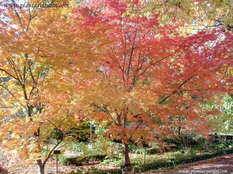 Acer palmatum rojo y amarillo en otoño