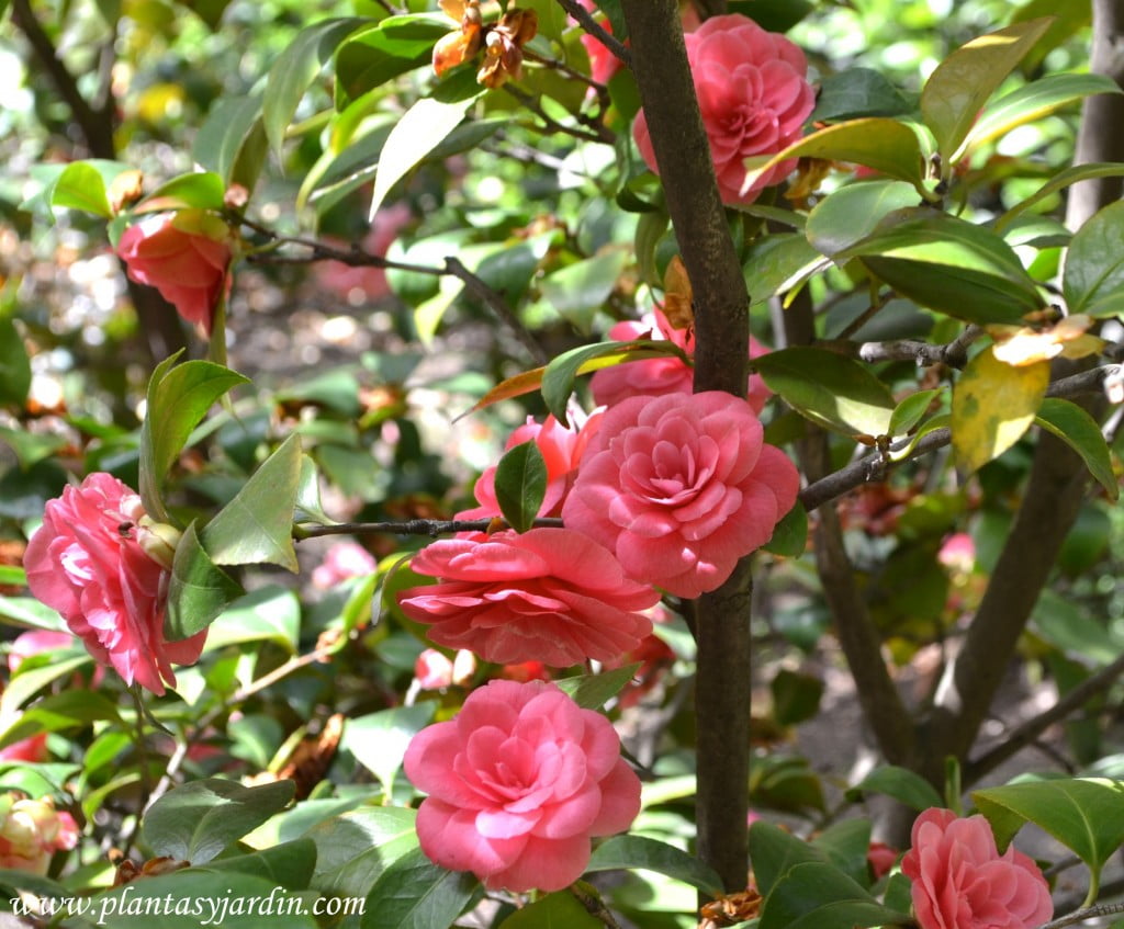 Camellia japonica, la Camelia | Plantas y Jardín