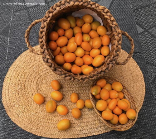 Kinotos recolectados en invierno