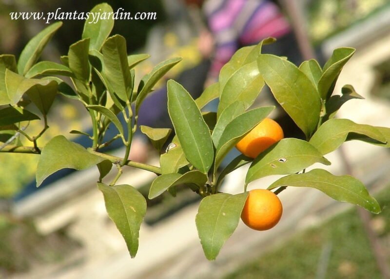 Fortunella margarita-Naranjo Conquat, detalle fruto