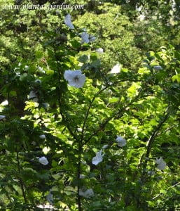 500 Graines D'Hibiscus Syriacus (Althéa) – Rose De Siria – Bleu – Semences