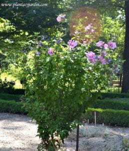 Hibiscus syriacus satén azul 10 semillas