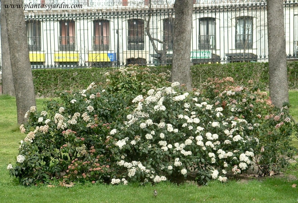 Viburnun tinus en el Parque del Buen Retiro en Madrid