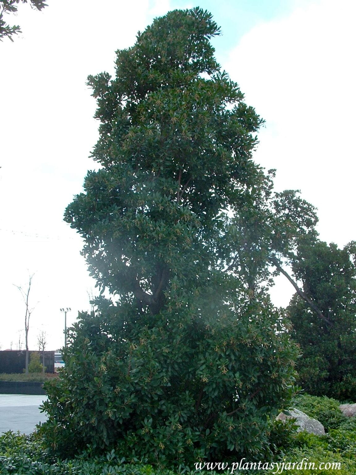 Arbutus unedo, el Madroño | Plantas y Jardín