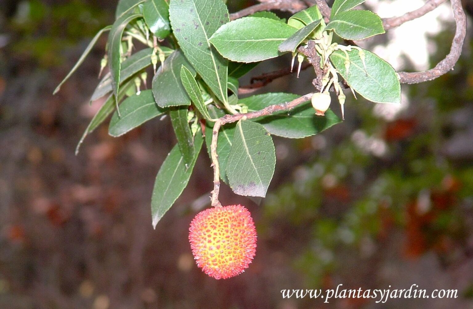 Arbutus unedo, el Madroño | Plantas y Jardín