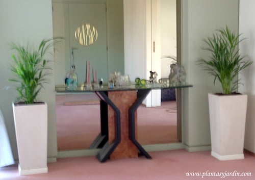 Chamaedorea elegans con chips en la base en piramidal de piedra paris