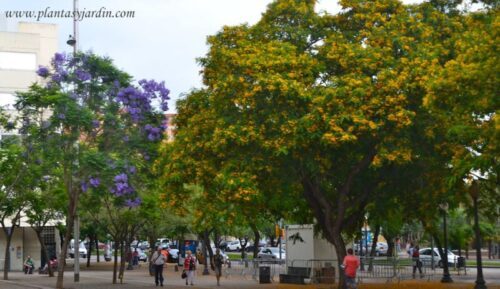 Tipuana tipu y Jacaranda mimosifolia florecidos en Barcelona