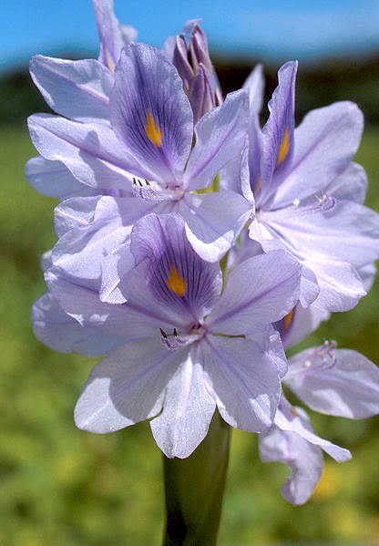 Eichhornia crassepis-Jacinto de agua-Camalote, detalle de flor. Foto:  Wikipedia. | Plantas y Jardín