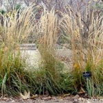 Calamagrotis x acutiflora "karl foester". copia