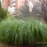 Cortaderia seollana.
