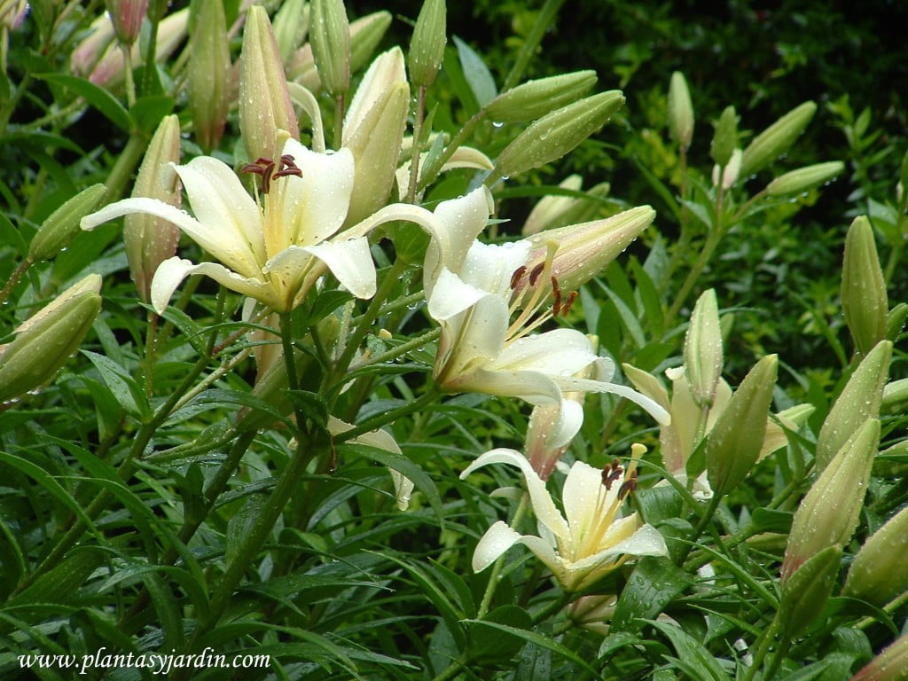 Lilium navona detalle flor & hoja