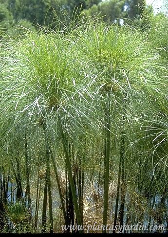 Cyperus papyrus, inflorescencias en umbellas
