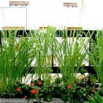 Paspalum haumanii con alegrias del hogar rojas.