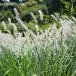 Pennisetum oriental en verano.