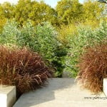 Pennisetum rubrum en contraste de colores y texturas.