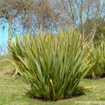 Phormium