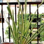 Phormium variegado con granza roja en la base.