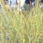 Miscantus sinensis "zebrinus"