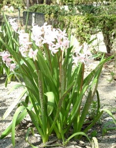 Hyacinthus "Anna Mariel"