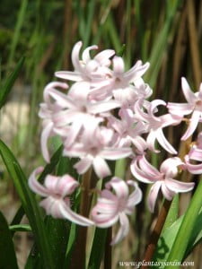 Hyacinthus "Anna Mariel", detalle flor