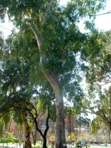 Eucalyptus camaldulensis Eucalypto rojo.
