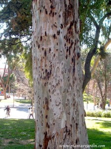 Eucalyptus camaldulensis Eucalypto rojo, detalle tronco.