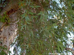 Eucalyptus camaldulensis Eucalypto rojo, follaje.