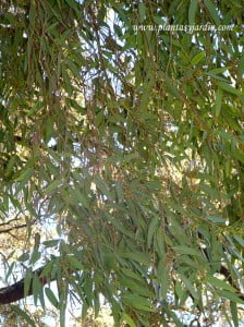 Eucalytptus camaldulensis.