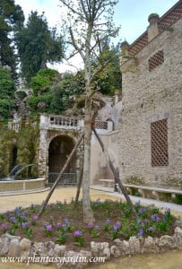 Jacintos bajo un arbol caduco