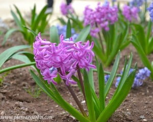 Jacintos de color fucsia