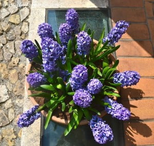 Jacintos florecidos a comienzos de la primavera