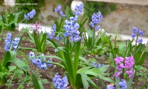 Jacintos violetas y fucsias