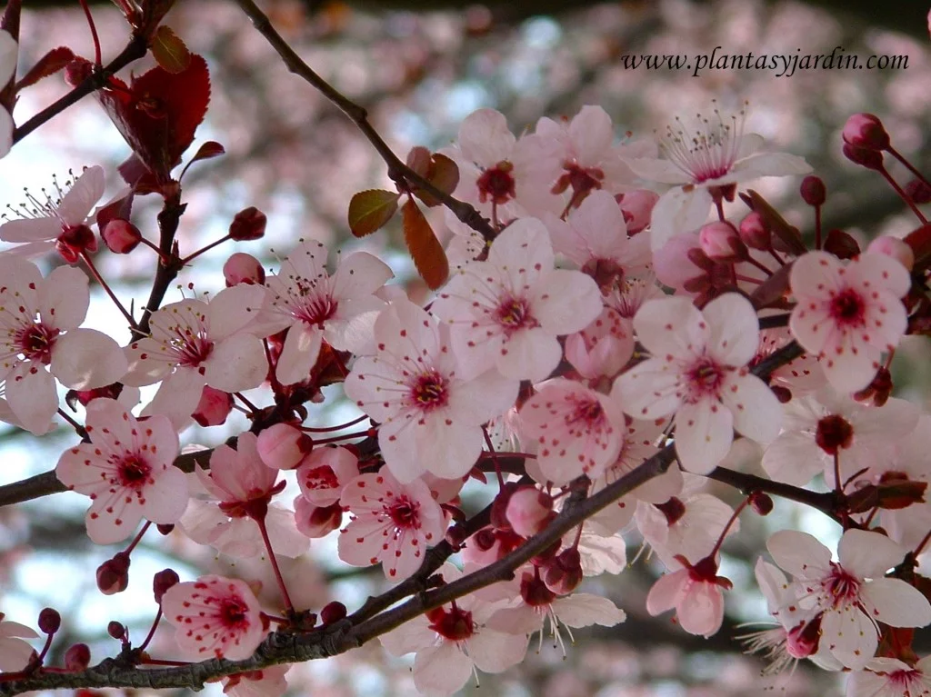 Prunus cerasifera, detalle de flor, a finales del invierno