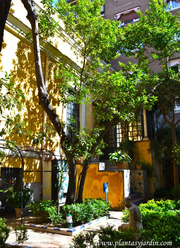 Laurel nobilis plantado por Joaquín Sorolla