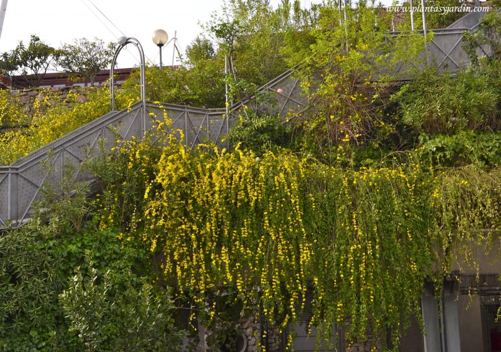 Jasminum mesnyi cultivada en grandes jardineras en terrazas de diferentes niveles.