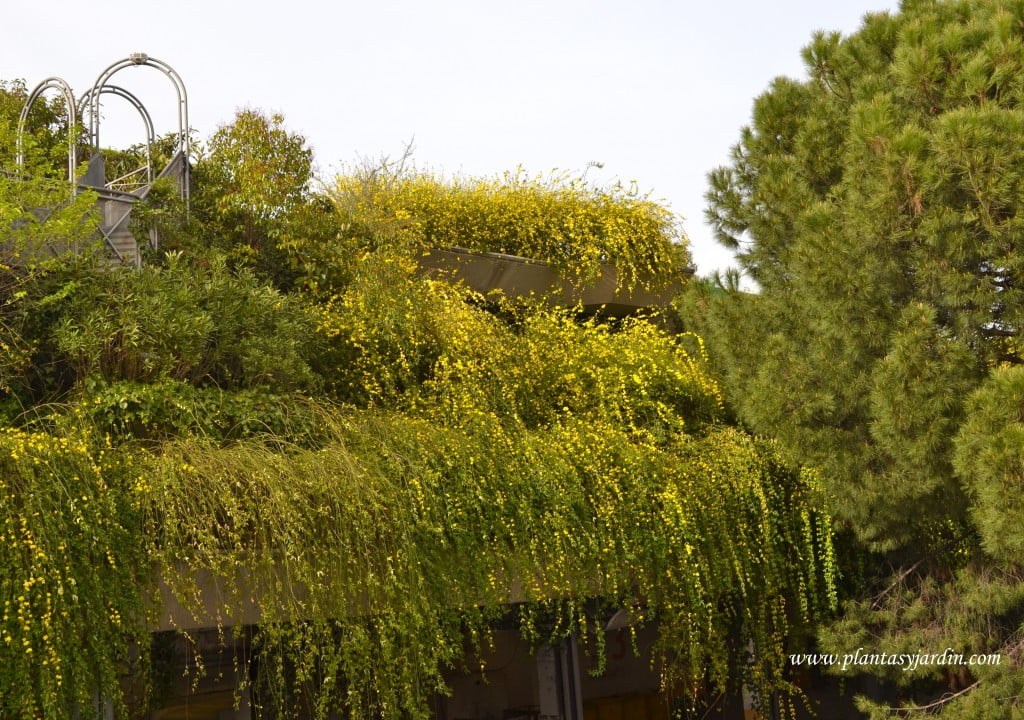 Jasminun mesnyi Jazmin amarillo con efecto de cascada en terrazas de diferentes niveles.