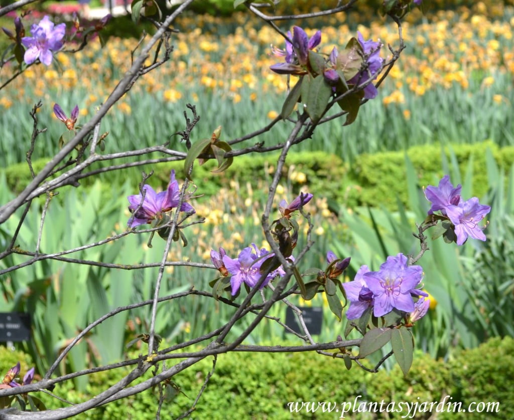 Rhododendron "Augustini" detalle flor.