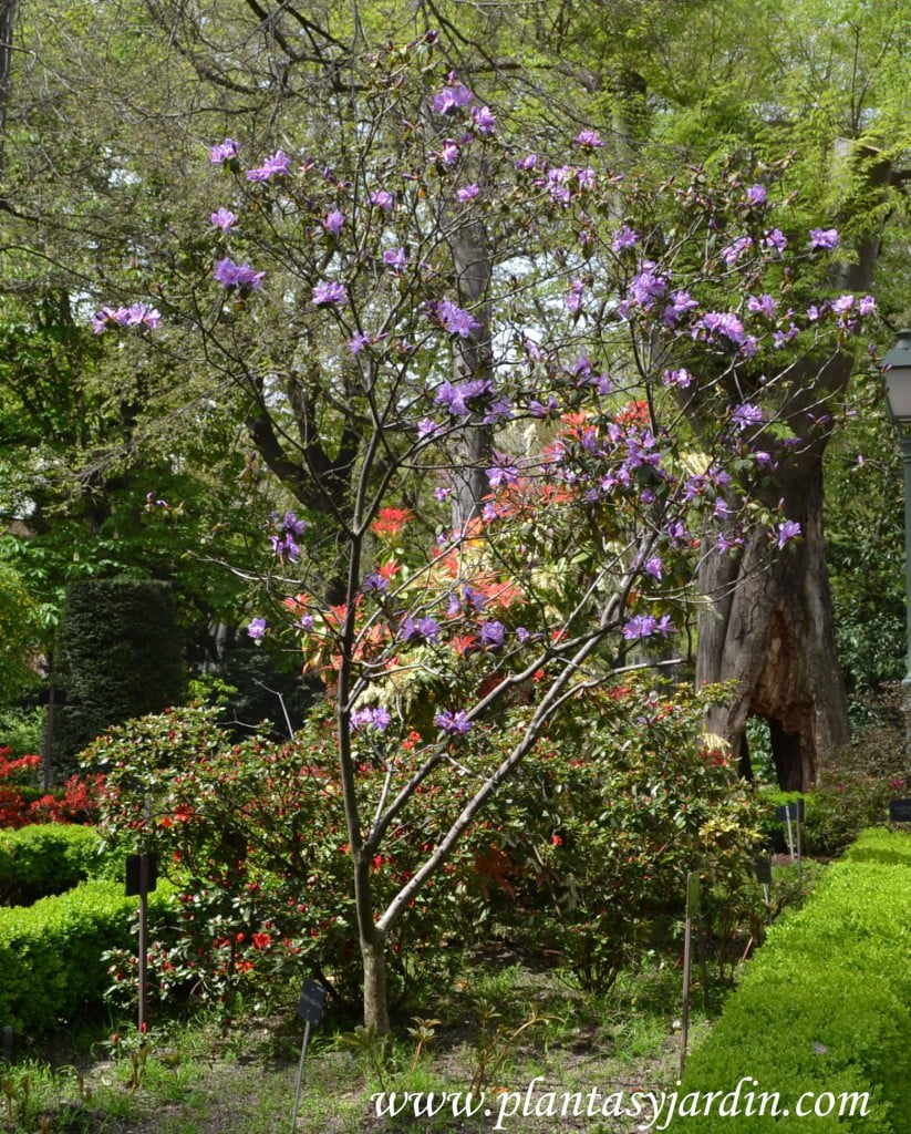 Rhododendron "Augustini".